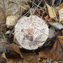 Chlorophyllum rhacodes