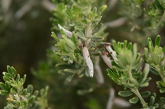 Indigofera brachystachya