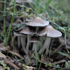 Candolleomyces