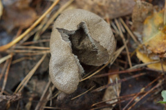 Lycoperdon perlatum