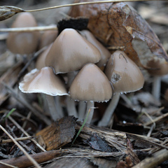 Candolleomyces