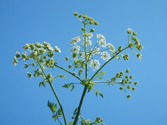 Conium maculatum