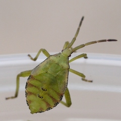 Piezogaster calcarator