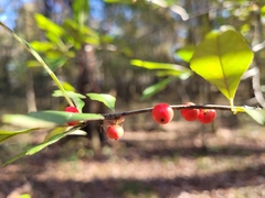 Ilex decidua
