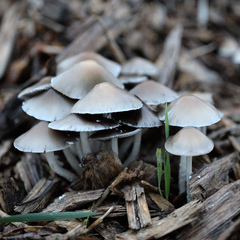 Candolleomyces