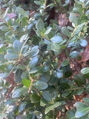 Ilex