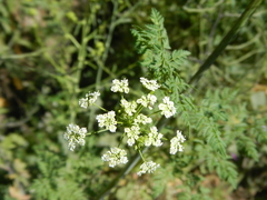 Conium maculatum