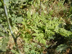 Conium maculatum