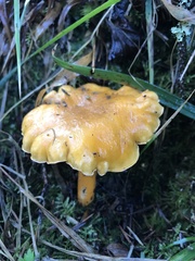 Cantharellus formosus