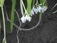 Allium triquetrum