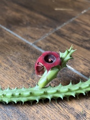 Huernia