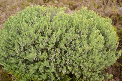 Indigofera brachystachya