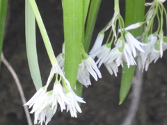 Allium triquetrum