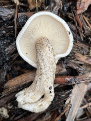 Melanoleuca verrucipes