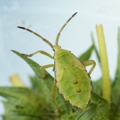 Piezogaster calcarator