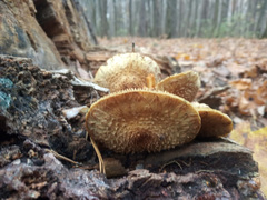 Pholiota squarrosoides