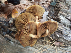 Pholiota squarrosoides