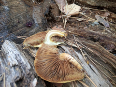 Pholiota squarrosoides