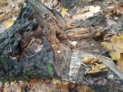 Pholiota squarrosoides