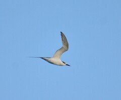 Thalasseus sandvicensis