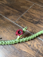 Huernia