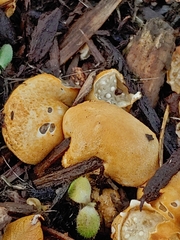 Nidularia deformis