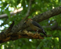 Melanerpes aurifrons