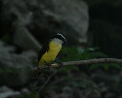 Pitangus sulphuratus