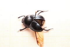 Trypocopris pyrenaeus