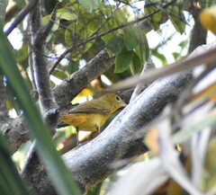 Piranga rubra