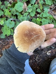 Leucopaxillus