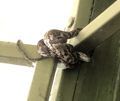 Trimorphodon quadruplex