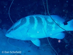 Epinephelus striatus