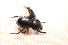 Trypocopris pyrenaeus