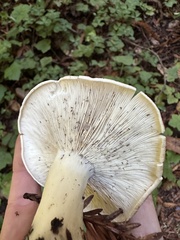 Leucopaxillus