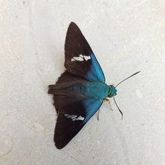 Astraptes fulgerator