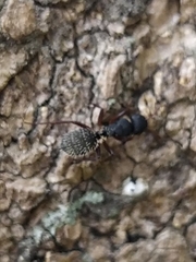 Myrmisolepis