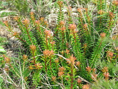 Erica multiflora