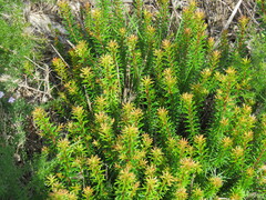 Erica multiflora