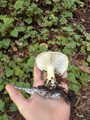 Leucopaxillus