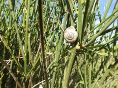 Otala punctata