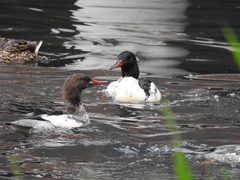 Mergus merganser americanus