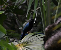 Cyanocorax yucatanicus