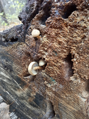 Pholiota squarrosoides