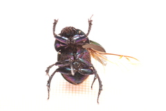 Trypocopris pyrenaeus
