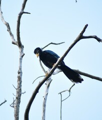 Cyanocorax yucatanicus