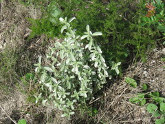 Mercurialis tomentosa