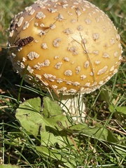 Amanita muscaria formosa