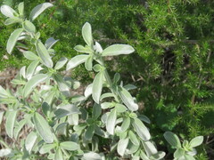 Mercurialis tomentosa
