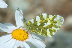 Euchloe simplonia